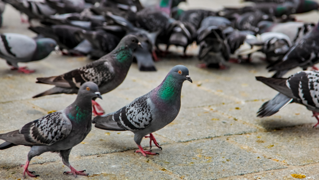 Divine & Angelic Readings: Spirit Animal (Pigeon)