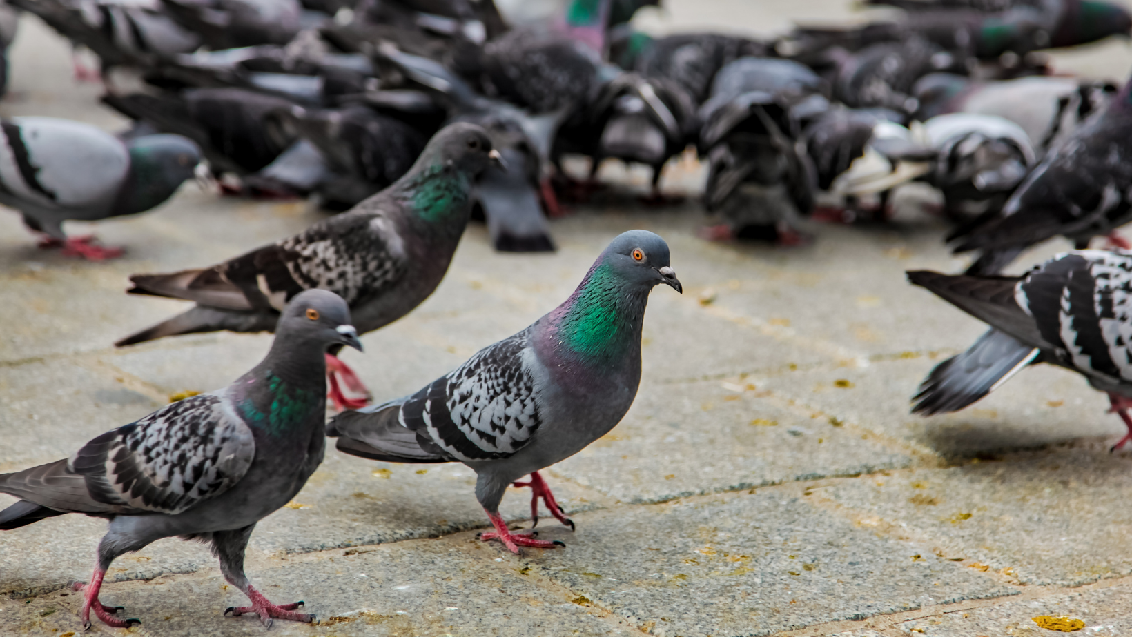 Divine & Angelic Readings: Spirit Animal (Pigeon)