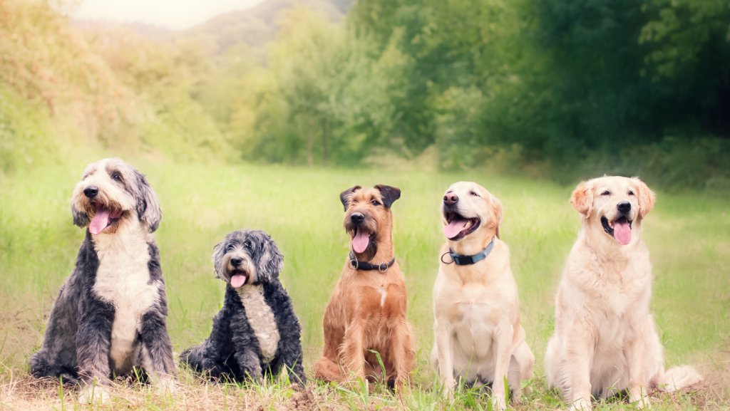 Divine & Angelic Readings: Spirit Animal (Dog)