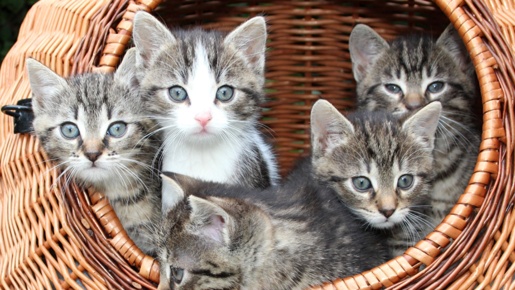 Divine & Angelic Readings: Spirit Animal (Cat)