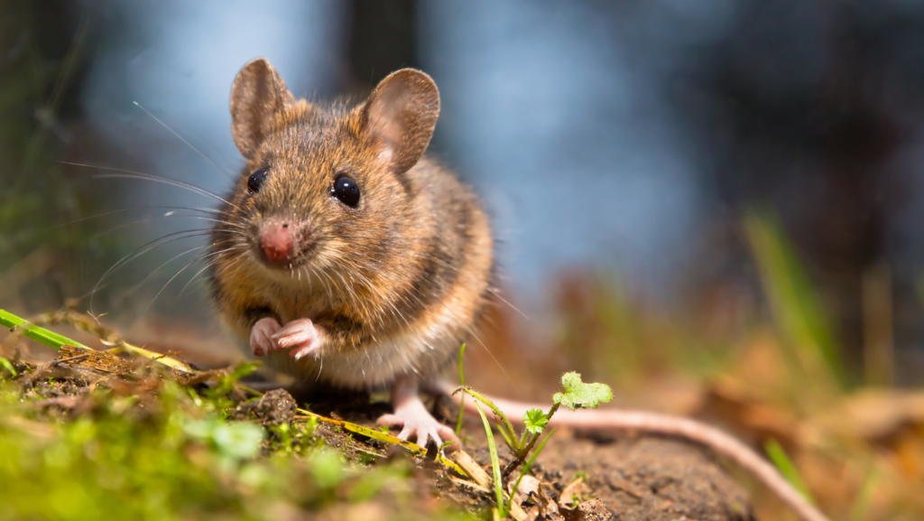 Divine & Angelic Readings: Spirit Animal (Rat)