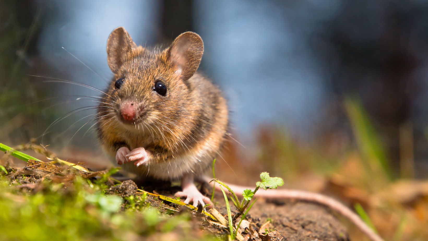 Divine & Angelic Readings: Spirit Animal (Rat)