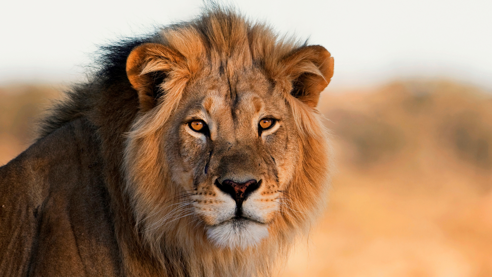 Divine & Angelic Readings: Spirit Animal (Lion)