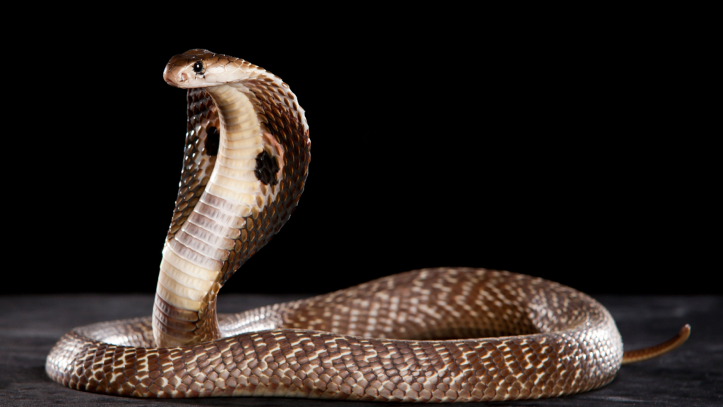 Cobra