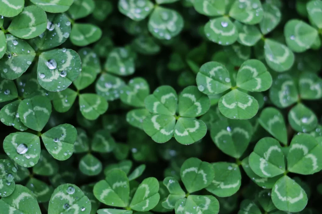 7 Lucky Things To Do For St. Patrick’s Day To Attract Wealth And Prosperity